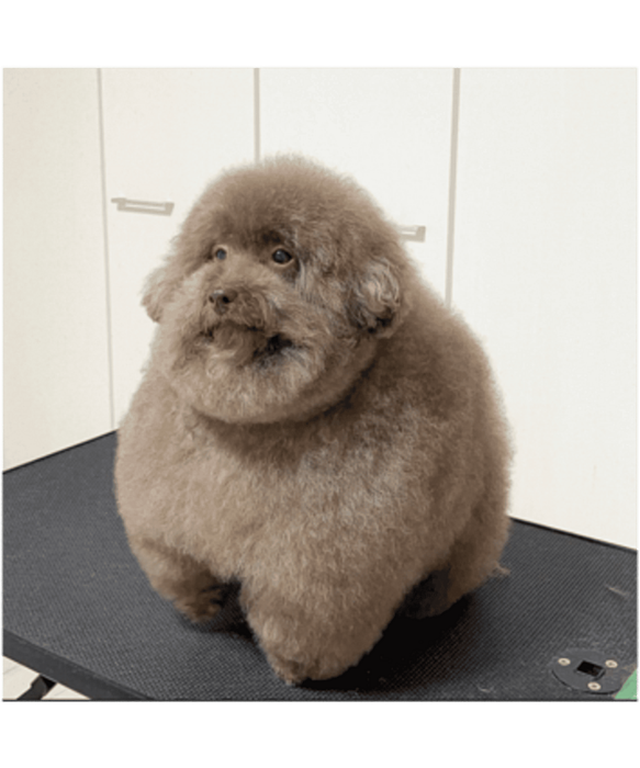 picture of the OG scoobert